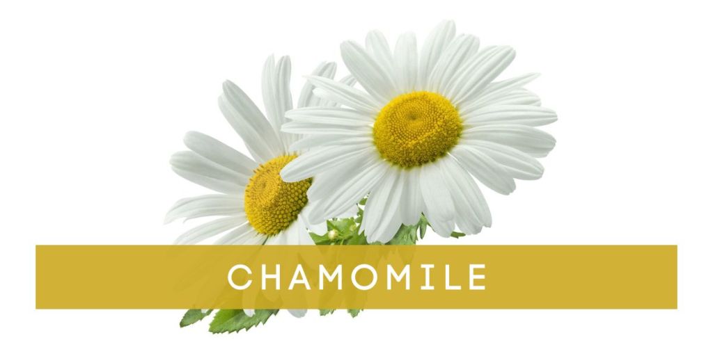 Chamomile as a Skin Care Ingredient