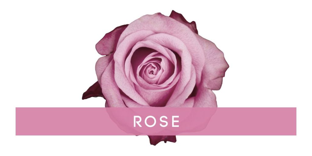 Rose as a Skincare Ingredient - VERABELLA